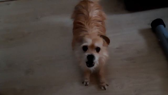 Моей собачке 17 лет. Его зовут Прутик. Как Прутик менялся от 1года до 17 лет. смотреть онлайн