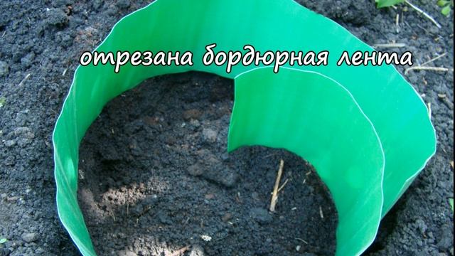 Клематисы. Высадка в открытый грунт смотреть онлайн