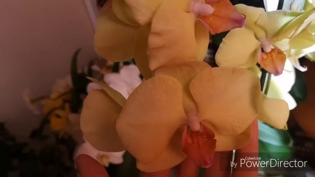 Мои новинки! Bright Summer, Polka Dots, Fantom 2 часть ? смотреть онлайн