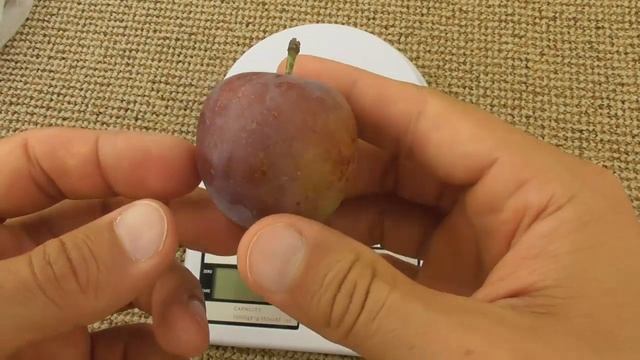 Слива Украинская медовая - обзор сорта смотреть онлайн