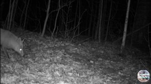 Лиса боится, но пытается достать корм на камеру.Камера на лесной поляне Съёмка на фотоловушку в лесу