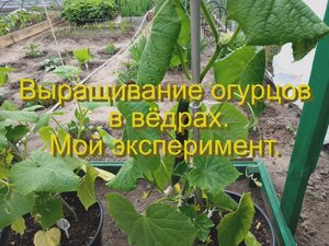 Выращивание огурцов в ведрах. Мой эксперимент.