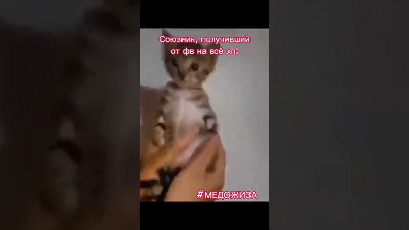 #медожиза ПРИКРЫТАЯ