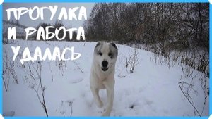С СОБАКАМИ ПОГУЛЯЛ И РУССКУЮ ПЕЧЬ РАЗОБРАЛ
