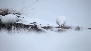 #photo #охота на белую куропатку.