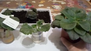 КАК БЫСТРО УКОРЕНИЛИСЬ ЧЕРЕНКИ ФИАЛОК В ВОДЕ !