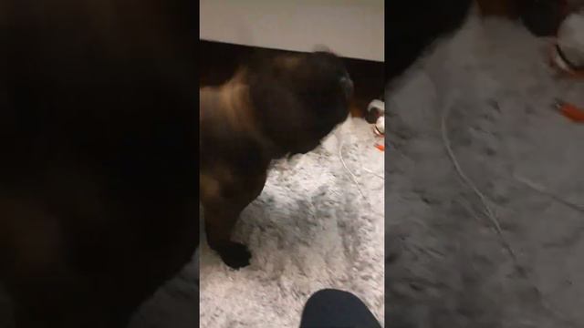 Французский бульдог Дон смотреть онлайн