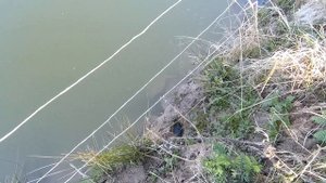 Пруд на даче для разведения рыбы и раков. Норы в берегу. Водяная крыса или кто? Свой пруд на участк