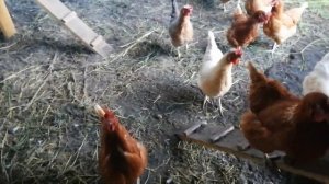 ПРО ЛЯГУШКУ ВО ДВОРЕ КУР И КОТОВ