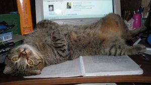 Кошачья песня