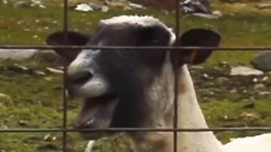 VINLAND SAGA (ОБЗОР) САГА О ВИНЛАНДЕ