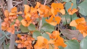 Bougainvillea Orange Glory : Lovely Flowering Shrub which Blooms Year Round
