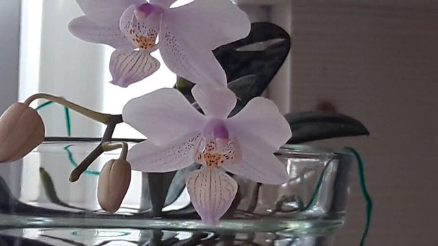 Мой Phal. schilleriana x lindenii зацвёл (blooms) смотреть онлайн