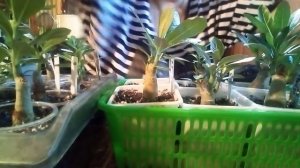 7. АДЕНИУМЫ!!!ОБНАРУЖИЛА ПРОБЛЕМЫ У ГОДОВАЛЫХ АДЕНИУМОВ ПОСЛЕ ОБРЕЗКИ!!!!