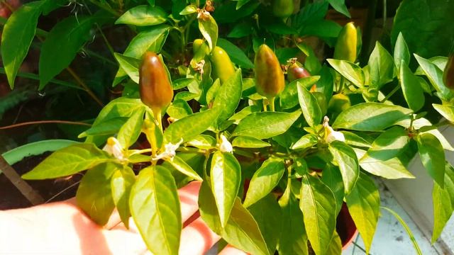 Перец "Огненный букет" смотреть онлайн