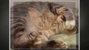 Кот-телохранитель! Как кот отвёл беду!