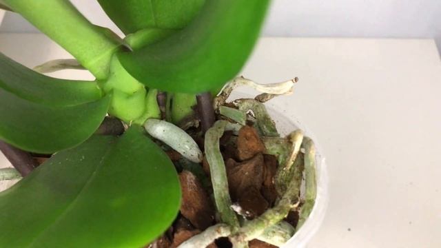 Новая орхидея. Салатовая крупноцветковая бабочка. смотреть онлайн