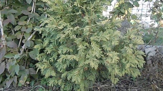 Как вырастить высокий и пышный мискантус Чье это гнездышко? смотреть онлайн