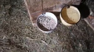 содержание и чистка клеток кроликов