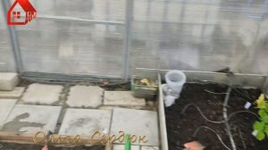 ОГУРЦЫ в ТЕПЛИЦЕ мой СПОСОБ выращивания. Посадка рассады огурца в теплицу.