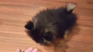 Померанский шпиц и его кличка / Pomeranian and his nickname