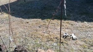 Начала пересадку экспериментальной малины в рядочек. Начало апреля 2023