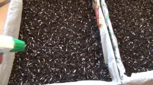 DIY: КАК ПОСАДИТЬ БАРХАТЦЫ, продолжение 2