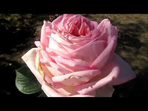 РОЗЫ. Королевская стать и красота чайно гибридных роз. Обзор 4 сортов. смотреть онлайн