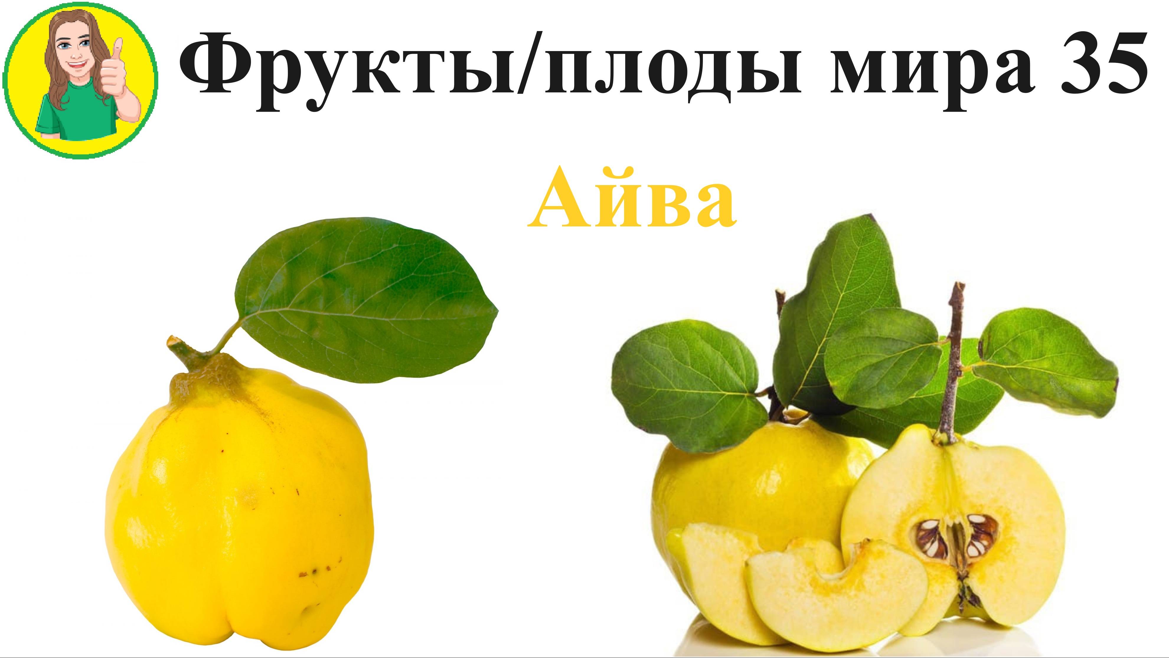 Фрукты - плоды мира 35 - Айва Сыроедение Фрукторианство и красные бананы