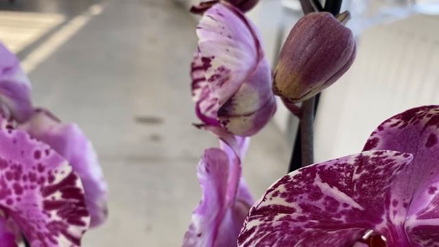 Отличный завоз орхидей по 689 руб в Икеа 28 мая 2021 г. Клеопатра, Фронтера, Претория, Ровелло ... смотреть онлайн