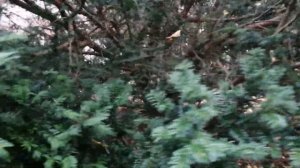 тисы ягодные