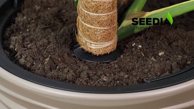 Seedia Moss Poles with Stabilizers for climbing plants like Monstera and Pothos
