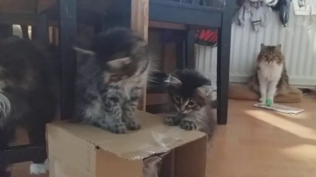 Vito a Vanesa v krabici - kurilský bobtail смотреть онлайн