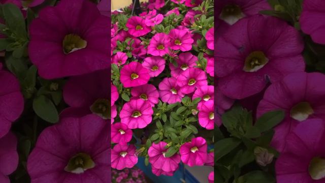 Gardening Tip - Calibrachoa