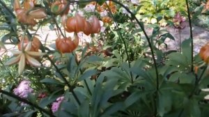 Красавицы лилии Мартагоны! Первое цветение роз в 2021 ,после кардинальной обрезки весной. #мартагон