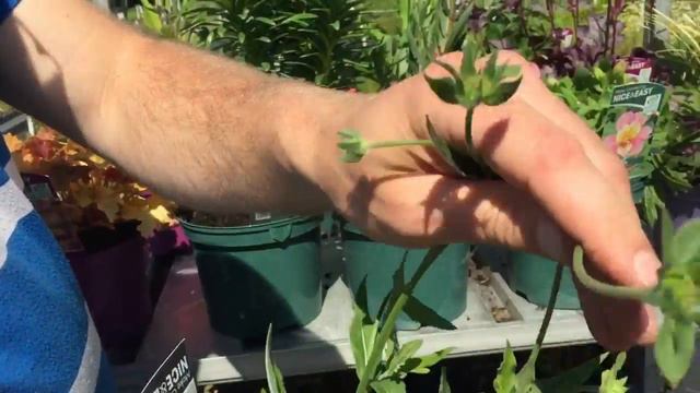 Week 27 - 1st July 19 - Looking Good Plants