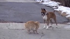КОТ  ГОНЯЕТ бойцового пса !!!