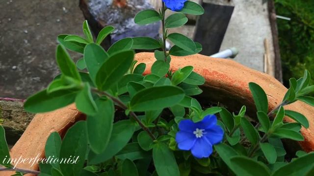 Blue Daisy #imperfectionist смотреть онлайн