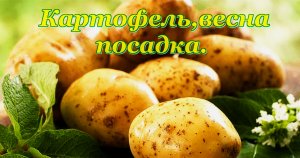 Картофель, весна , посадка.  Посадка картошки.