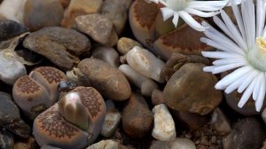 10 Lithops Unicamente Hermosas