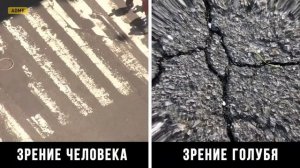 Как видят окружающий мир животные,птицы и насекомые