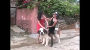 Wrong walk on dog