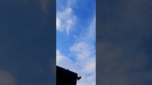 Бакинские голуби Акбаши.Первые результаты в 2022 году.