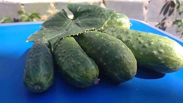 Чем же полезны наши любимые огурцы? смотреть онлайн