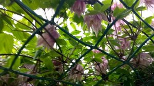 ЦВЕТЁТ КЛЕМАТИС КНЯЖИК..