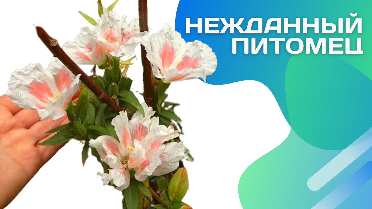 Кларкия. Цветок который не собиралась выращивать