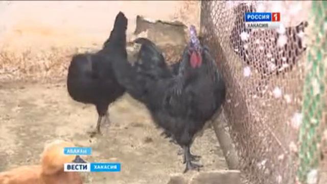 Царская история под Новый год 20.12.2016