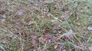 Как правильно находить белые грибы в сосновом лесу во мху. #чикуровскиегрибы