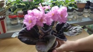 Очень крупные сорта фиалок. Как с ними поступать?