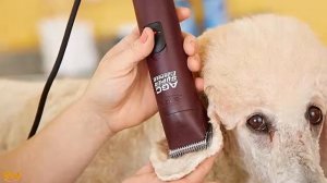 Best Dog Clippers Review | Best Dog Grooming Clippers